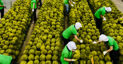 Sầu riêng Việt Nam: Ấn Độ nới lỏng kiểm dịch, mở đường xuất khẩu