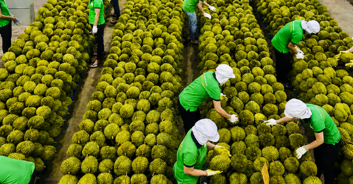 Sầu riêng Việt Nam: Ấn Độ nới lỏng kiểm dịch, mở đường xuất khẩu