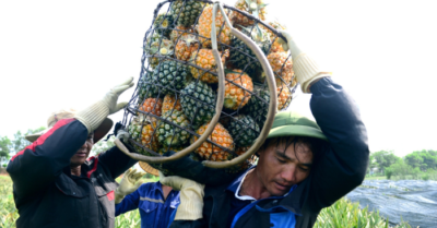 Thu hoạch dứa tại Thanh hóa: Người dân nhọc nhằn mưu sinh dưới nắng gắt