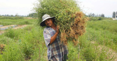Lá mùng 5: Mùa thu hoạch thảo dược rộn ràng tại làng cổ Trà Đóa