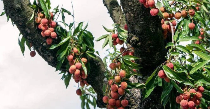 đấu giá quả vải