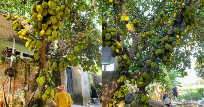 cây mít siêu quả