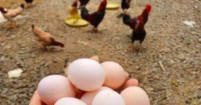 Giá trứng gà lao dốc xuống đáy, người chăn nuôi thua lỗ nặng