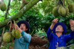 Sầu riêng Gia Lai nỗ lực bảo vệ mùa vụ trước các đợt mưa giông