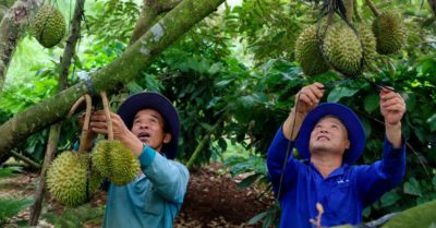 Sầu riêng Gia Lai nỗ lực bảo vệ mùa vụ trước các đợt mưa giông