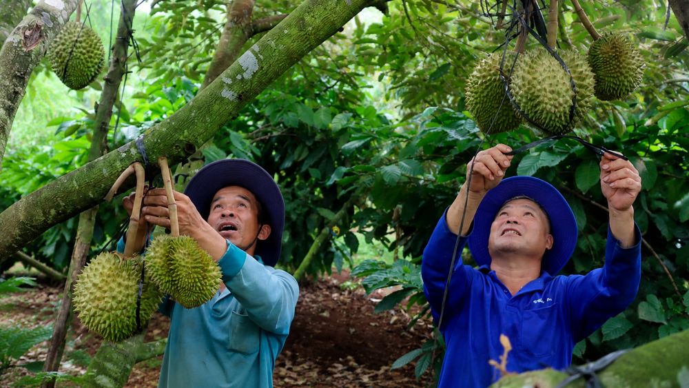 Sầu riêng gia lai nỗ lực bảo vệ mùa vụ trước các đợt mưa giông