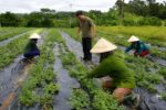 Liên kết 4 nhà giúp Nghệ An gỡ nút thắt vùng dược liệu