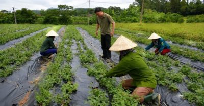 Liên kết 4 nhà giúp Nghệ An gỡ nút thắt vùng dược liệu