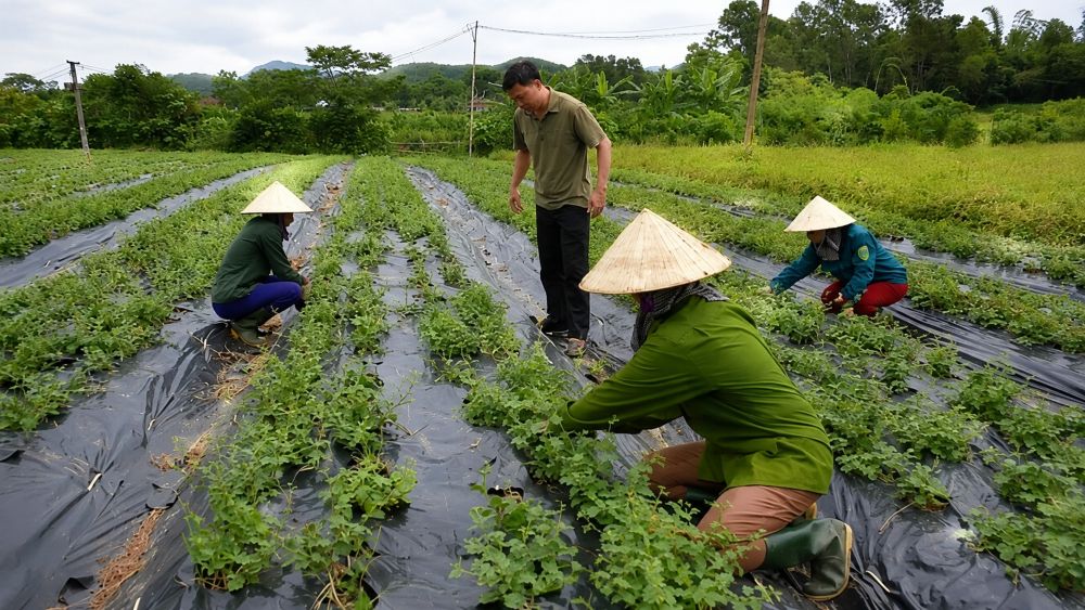 Câu nói “4 nhà” mở hướng phát triển vùng dược liệu Nghệ An, giúp liên kết sản xuất và nâng cao giá trị cây dược liệu.