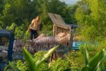 Vụ tiêu thụ hơn 250 tấn heo dịch bệnh ở Quảng Trị bị phanh phui