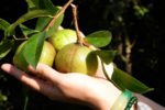 Cây sở phủ xanh đất trống, mở hướng làm giàu mới ở vùng biên giới