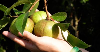 Cây sở phủ xanh đất trống, mở hướng làm giàu mới ở vùng biên giới