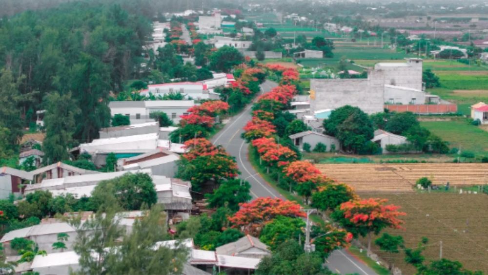 Con đường hoa phượng Vĩnh Long rực đỏ dài hơn 3 km