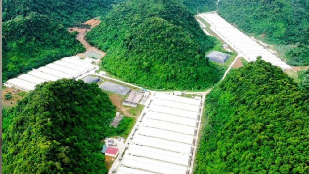 Ba người tử vong trong tai nạn tại trang trại lợn Dabaco