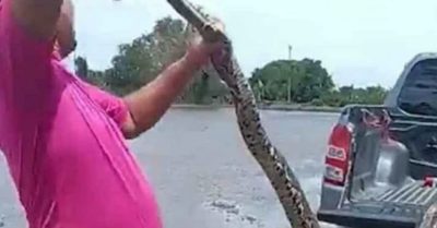 Trăn khổng lồ bất ngờ bám kín cửa kính ô tô đang chạy, tài xế hoảng loạn