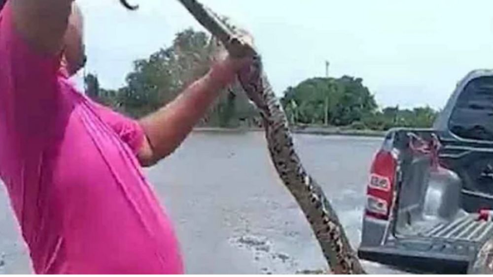 Nam tài xế phát hiện trăn bám trên cửa kính khi đang lái xe
