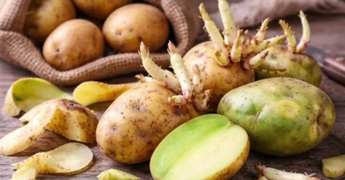 Gia đình 4 người nhập viện sau khi ăn canh khoai tây mọc mầm, một người tử vong. Cảnh báo nguy cơ ngộ độc từ thực phẩm bảo quản sai cách.