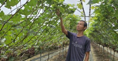 Mang kỹ thuật trồng nho từ Hàn Quốc về Thanh Hóa, nông dân hướng tới doanh thu gần 4 tỷ đồng mỗi năm