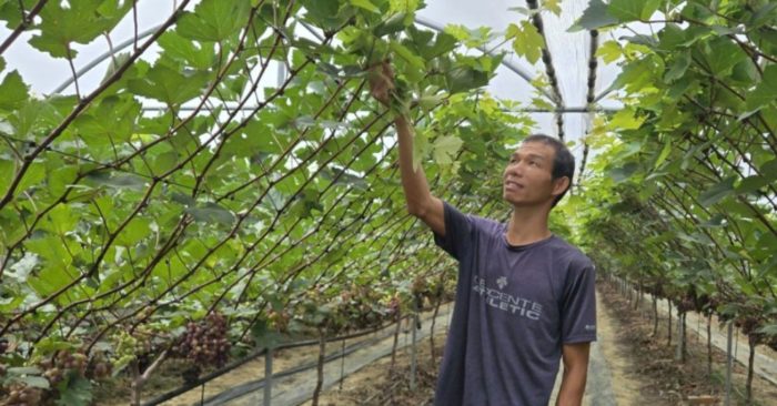 Mang kỹ thuật trồng nho từ Hàn Quốc về Thanh Hóa, nông dân hướng tới doanh thu gần 4 tỷ đồng mỗi năm
