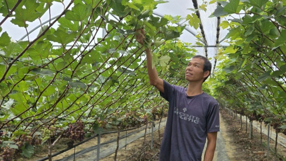 Bỏ Hàn Quốc về quê trồng nho quý tộc, anh Nguyễn Hữu Huân xây dựng trang trại hữu cơ, đạt doanh thu gần 4 tỷ đồng mỗi năm.