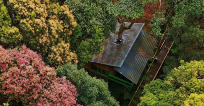 Măng Đen Treehouse được đề cử Làng du lịch tốt nhất thế giới 2026 với mô hình nhà trên cây giữa rừng độc đáo.