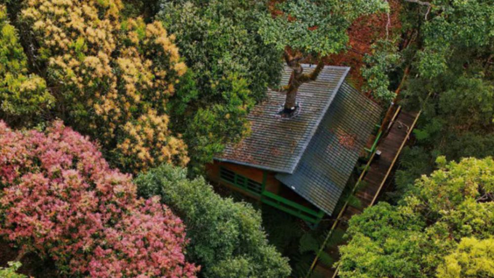 Măng Đen Treehouse được đề cử Làng du lịch tốt nhất thế giới 2026 với mô hình nhà trên cây giữa rừng độc đáo.