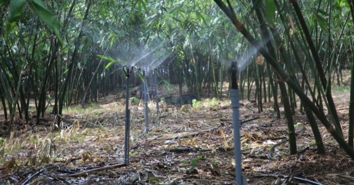 Măng lục trúc mang lại giá trị kinh tế cao, sản phẩm măng tươi và măng hấp được tiêu thụ ổn định, mở ra hướng làm giàu cho nông dân.