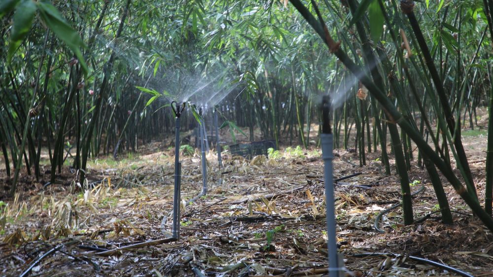 Măng lục trúc mang lại giá trị kinh tế cao, sản phẩm măng tươi và măng hấp được tiêu thụ ổn định, mở ra hướng làm giàu cho nông dân.