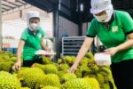 Ấn Độ mở thêm cánh cửa cho sầu riêng Việt Nam