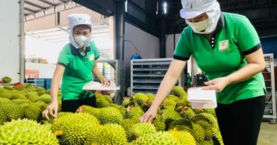 Ấn Độ mở thêm cánh cửa cho sầu riêng Việt Nam