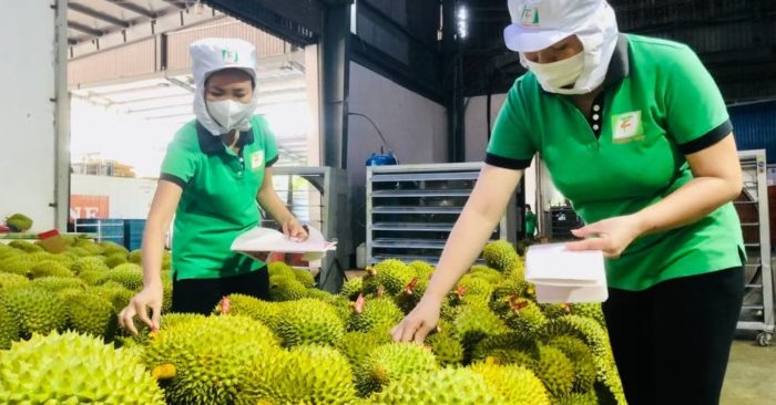 Ấn Độ chính thức mở cửa cho sầu riêng Việt Nam, mở ra cơ hội mở rộng thị trường xuất khẩu và nâng cao giá trị nông sản.