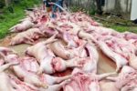 Sét đánh làm hơn 550 con lợn chết ngạt, hai trang trại thiệt hại khoảng 5,5 tỷ đồng tại Bắc Ninh