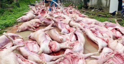 Sét đánh làm hơn 550 con lợn chết ngạt, hai trang trại thiệt hại khoảng 5,5 tỷ đồng tại Bắc Ninh
