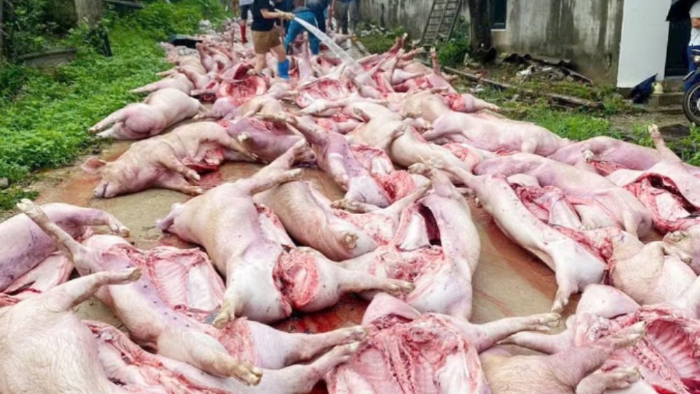 Sét đánh mất điện, hơn 550 con lợn chết ngạt ở Bắc Ninh