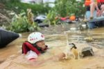 Lũ lớn ở Trung Quốc khiến sư tử chết đuối, hàng nghìn con rắn sổng chuồng