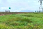 Hơn 2ha đất lúa bỏ hoang bên cao tốc Bắc – Nam vì thiếu nước, ngập úng