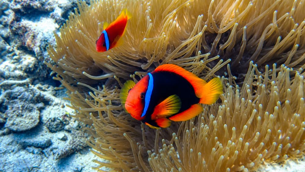 Rừng san hô Nha Trang từng bị du khách xâm hại đang dần phục hồi nhờ các biện pháp bảo tồn, góp phần gìn giữ hệ sinh thái biển quý giá.