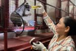 Bỏ phố về quê nuôi chồn hương, người phụ nữ Quảng Trị thu tiền tỷ