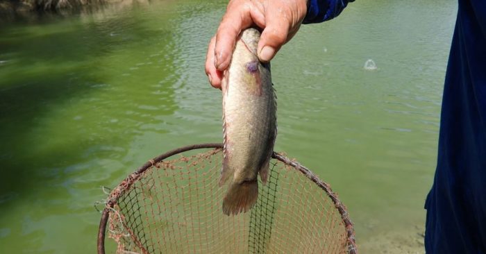Công ty thủy sản Cần Thơ xuất lô cá rô phi phi lê đầu tiên sang Nhật Bản