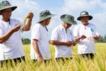 Từ cánh đồng thí điểm đến vùng nguyên liệu lớn, lúa Cần Thơ mở hướng đi mới