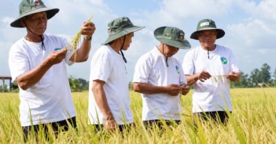Từ cánh đồng thí điểm đến vùng nguyên liệu lớn, lúa Cần Thơ mở hướng đi mới
