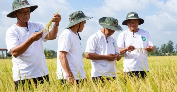 Được gì sau 2 năm thí điểm Đề án 1 triệu ha lúa chất lượng cao? Cần Thơ ghi nhận kết quả tích cực với vùng sản xuất hơn 170.800ha.