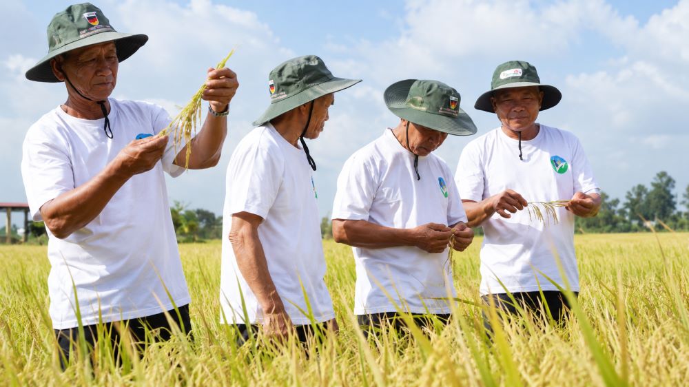 Được gì sau 2 năm thí điểm Đề án 1 triệu ha lúa chất lượng cao? Cần Thơ ghi nhận kết quả tích cực với vùng sản xuất hơn 170.800ha.
