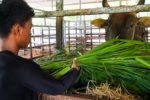 Đàn bò tót lai quý hiếm ở Khánh Hòa trước bài toán bảo tồn nguồn gene độc nhất