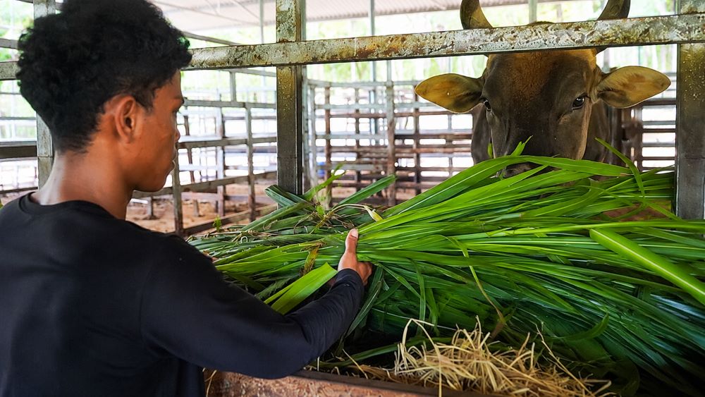 Khám phá đàn bò tót lai quý hiếm trong vườn quốc gia ở Khánh Hòa và công tác chăm sóc, bảo tồn loài động vật đặc biệt này.