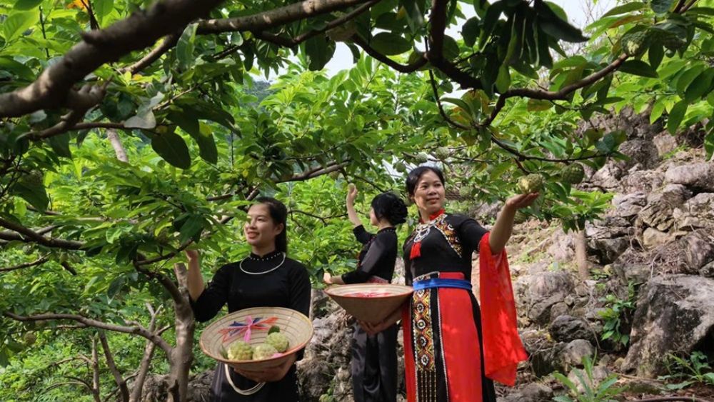 Thái Nguyên đưa nông sản thành điểm hẹn du lịch, phát triển trải nghiệm nông nghiệp gắn với văn hóa bản địa và kinh tế xanh.
