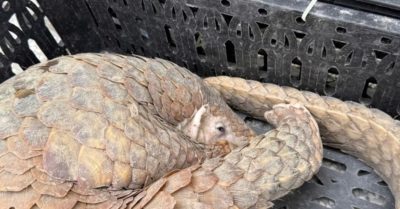 Tê tê 7kg bất ngờ bò vào bãi xe, tài xế lập tức báo công an