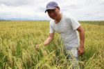 Một nông dân Quảng Trị gom ruộng bỏ hoang, thu hơn 1,6 tỷ đồng mỗi năm