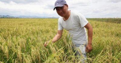 Một nông dân Quảng Trị gom ruộng bỏ hoang, thu hơn 1,6 tỷ đồng mỗi năm