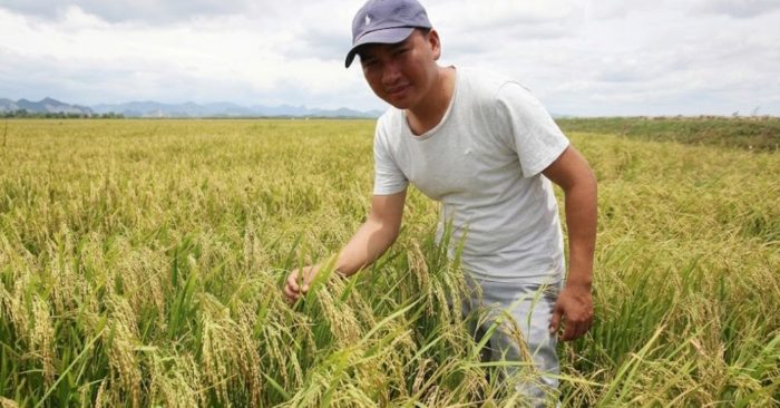 Một nông dân Quảng Trị gom ruộng bỏ hoang, thu hơn 1,6 tỷ đồng mỗi năm